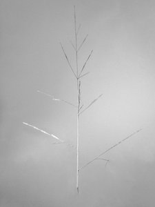 Parmi les fleurs 69, 2021 - Teis Albers