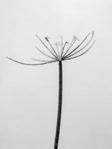 Parmi les fleurs 6 - Teis Albers