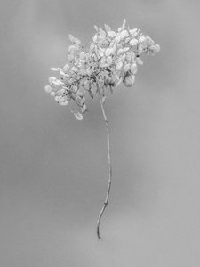 Parmi les fleurs 73