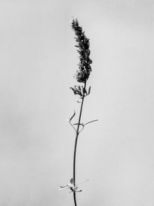 Parmi les fleurs 74 - Teis Albers