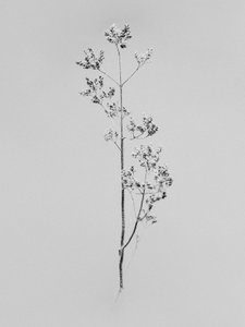 Parmi les fleurs 76 - Teis Albers