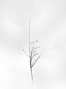 Parmi les fleurs 79