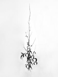 Parmi les fleurs 80, 2021