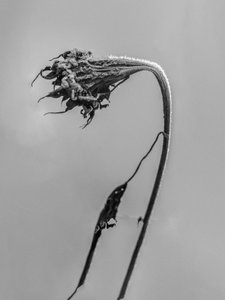 Parmi les fleurs 9 - Teis Albers