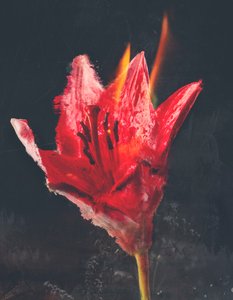 Combustion