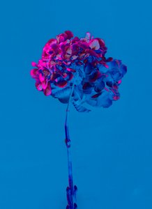 Hortensia 2, 2019