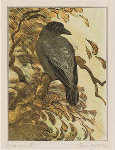 Corbeau bigarré sur une branche