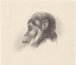 Tête de singe - Theo van Hoytema
