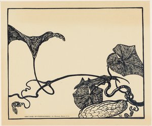 Plante de cornichon