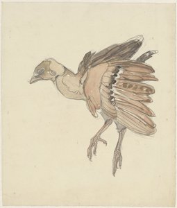 Petit oiseau mort (perdrix ?)