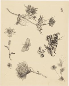 Fleurs et feuilles - Theo van Hoytema