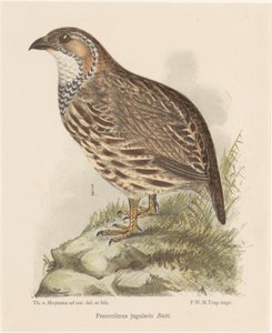 Perdrix (francolinus jugularis) - Theo van Hoytema