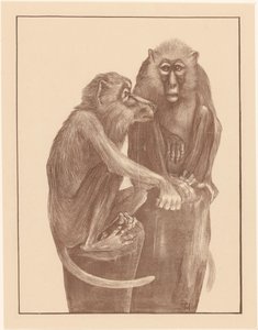 Deux singes sur des souches d
