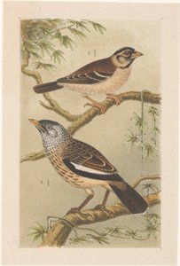 Deux oiseaux sur des branches