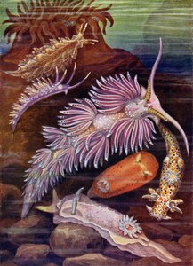 Limaces de mer - Theobald Carreras