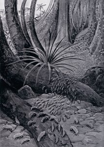La Coushie ou Fourmi Coupeuse de Feuilles (lithographie) - Theobald Carreras