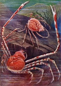 Le crabe géant du Japon - Theobald Carreras