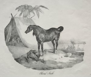 Cheval arabe - Theodore Gericault
