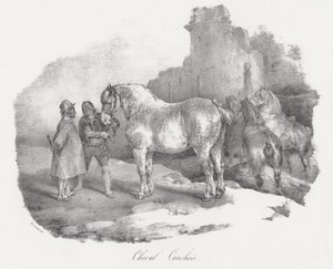 Le cheval Cauchois (une race autochtone originaire de Caux, en Normandie)