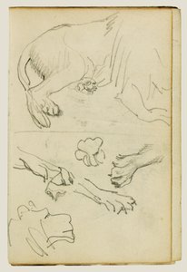Diverses études de jambes, pattes et tête de lion
