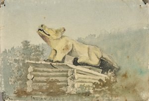Sépulture indienne. Totem du loup au-dessus de la tombe de l