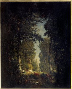 Une avenue, forêt de l