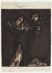 Derniers coquelicots