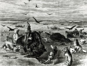Massacre de bisons sur les plaines, de Harpers Weekly 1872 - Theodore Russell Davis