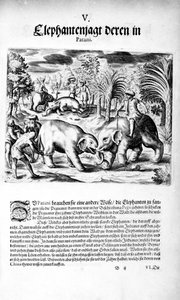 Éléphants se battant, 1606 - Theodore de Bry