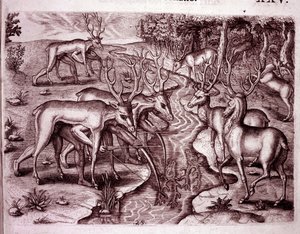 Indiens utilisant des peaux de cerf pour chasser d