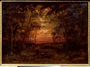 Coucher de soleil dans la forêt