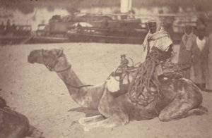 [ Un homme nord-africain sur un chameau au bord du Nil]