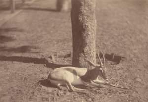[Gazelle couchée contre un arbre]