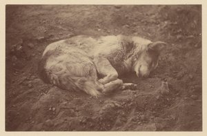 [Sleeping Dog] (chien couchant) - Théodule Devéria