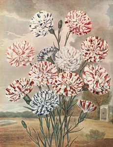 Picotees, vers 1802-1821, 1948