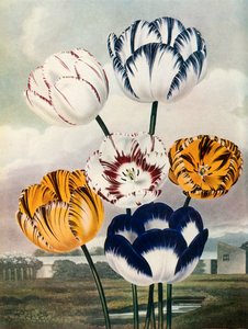 Tulipes, vers 1802-1821, 1948