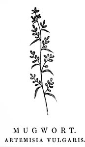 Gravure sur bois représentant une branche d