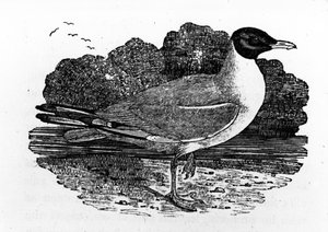 Mouette rieuse, illustration de 