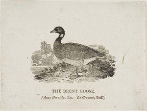Bernache cravant - Thomas Bewick