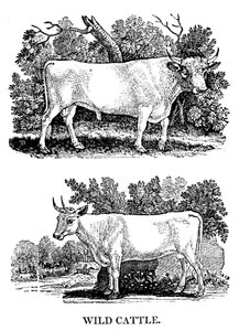 Bétail sauvage ou de parc britannique, 1790