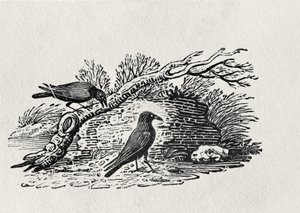 Corbeaux (Corvus corone corone) de 