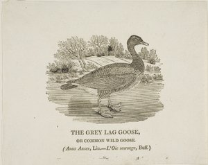 Grey Lag Goose - Thomas Bewick