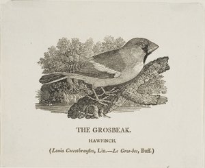 Gros-bec - Thomas Bewick