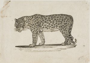 Léopard