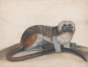 Étude pour "Le Singe Pinche ou Singe à Queue Rouge" (anciennement le Ouistiti à Tête de Coton)