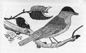 Le Mésange noire, illustration de 