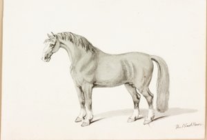 Le Cheval Noir - Thomas Bewick