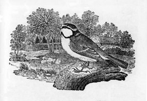 La Mésange bleue, illustration de 