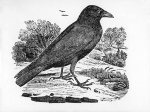 Le corbeau charognard, illustration de 