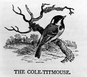 La mésange charbonnière, illustration de 